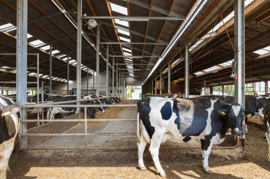 Hoe daken van stallen het dierenwelzijn bevorderen  