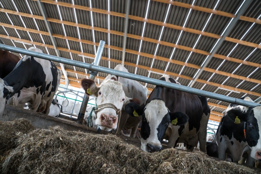 Hoe daken van stallen het dierenwelzijn bevorderen  