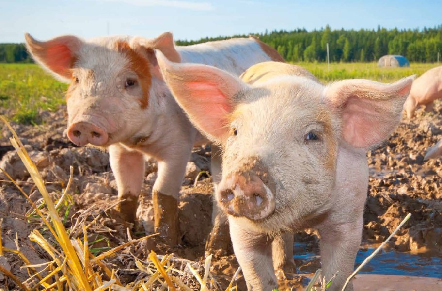 Hoe daken van stallen het dierenwelzijn bevorderen  