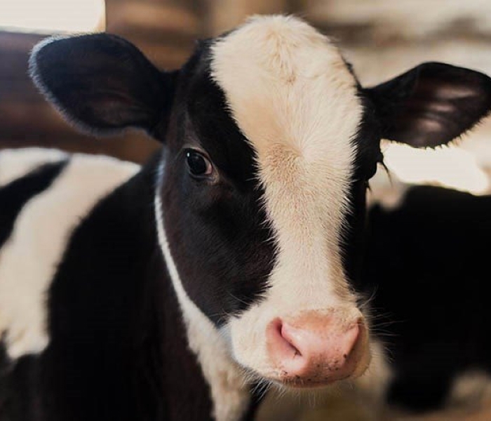 Verhoog het welzijn van je dieren met een optimale huisvesting 
